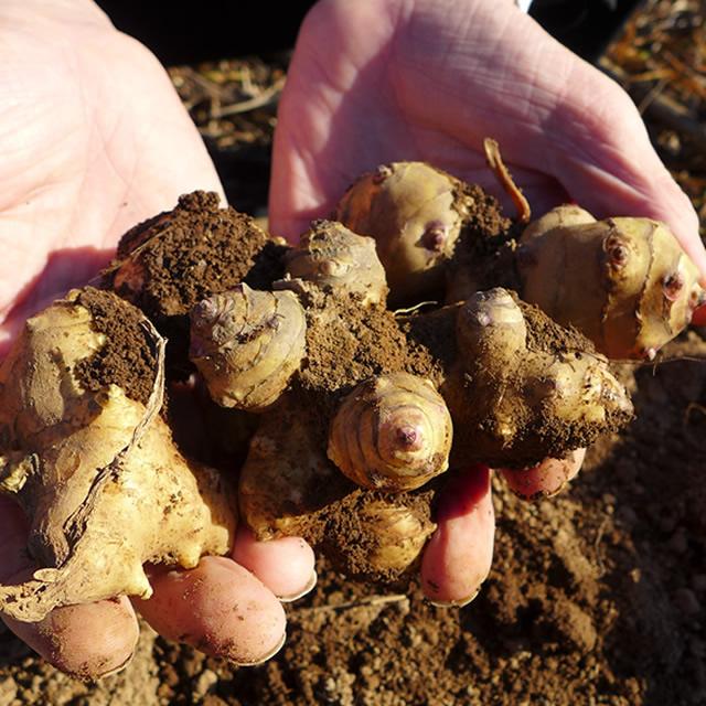 自然の恵みを使った身体にやさしい健康食品を皆さまへお届けします