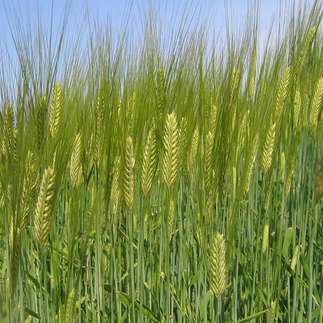 自然の恵みを使った身体にやさしい健康食品を皆さまへお届けします