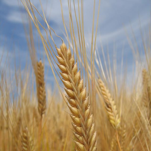 自然の恵みを使った身体にやさしい健康食品を皆さまへお届けします