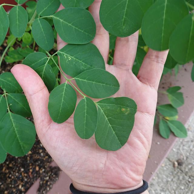 自然の恵みを使った身体にやさしい健康食品を皆さまへお届けします